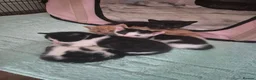 British Shorthair cats for sale: Adorable kittens from a loving home - Advert 9