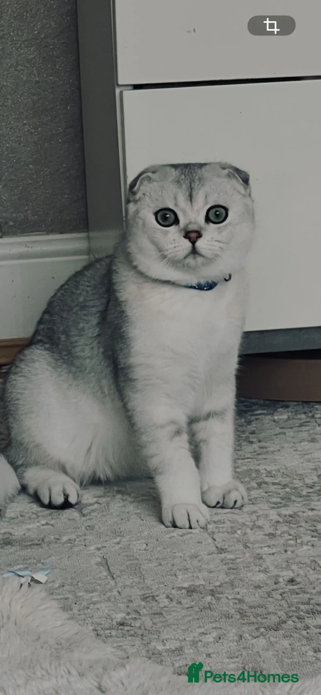 Scottish Fold cats for sale: Beautiful Scottish Fold Boy - Advert 1