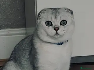 Scottish Fold cats Beautiful Scottish Fold Boy - Advert 1
