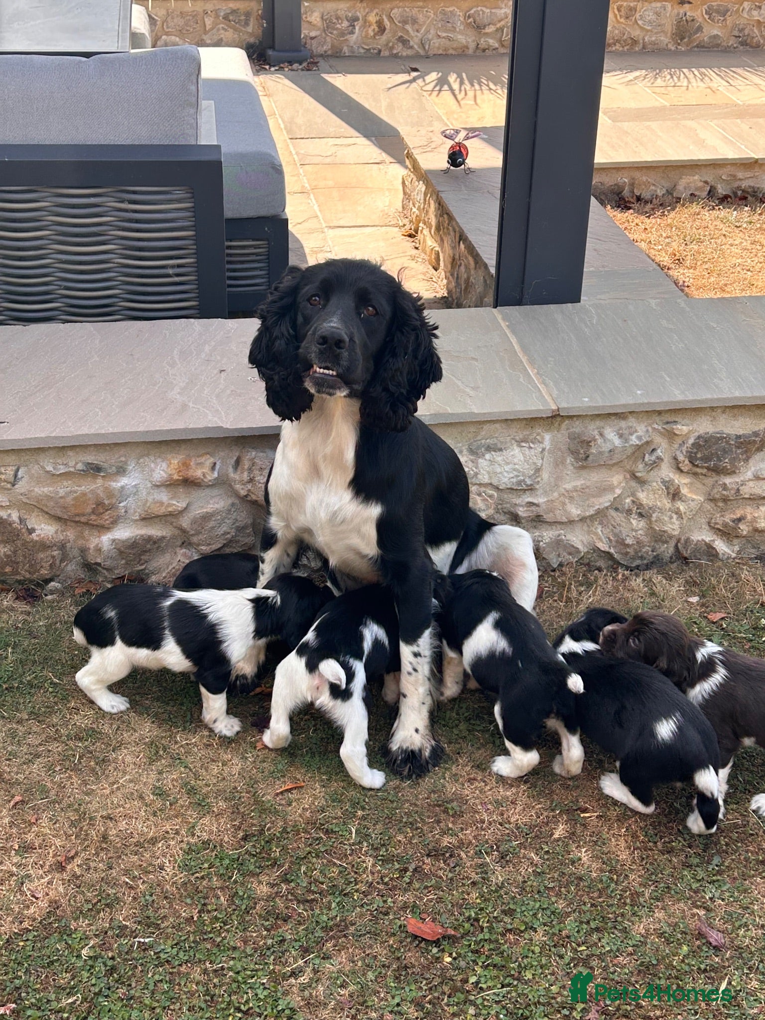 English Springer Spaniel dogs Beautiful Springer Spaniel Puppies for sale - Advert 1