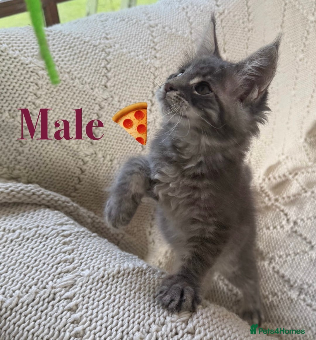 Maine Coon cats for sale: Beautiful pedigree maine coons, open to offers - Image 16