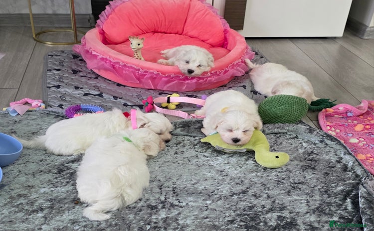 Maltese dogs - Advert 4