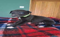 Greyhound dogs for sale: Irish Greyound Puppies  - Image 9