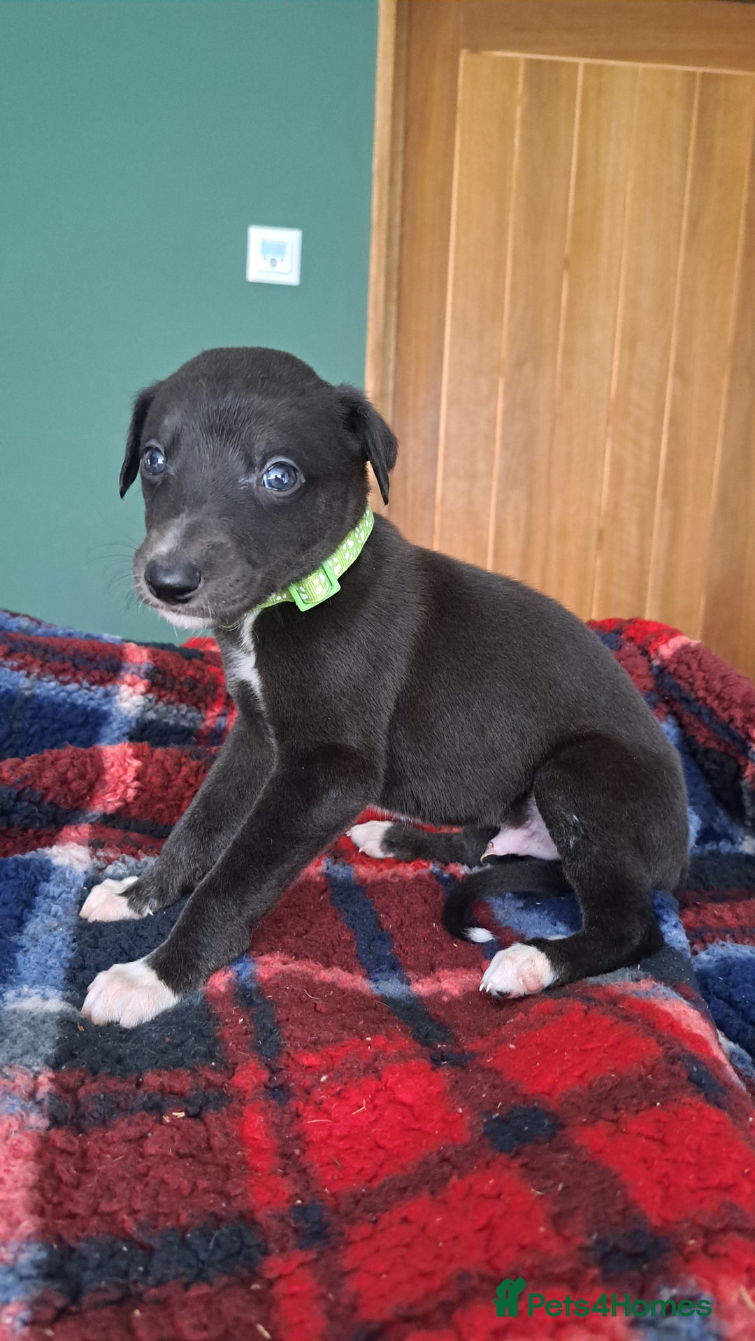 Greyhound dogs for sale: Irish Greyound Puppies  - Image 9