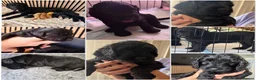 Cockapoo dogs for sale: ❤️READY NOW❤️3 Pretty F2 Cockapoo Girls Available  - Advert 3