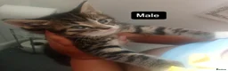Mixed Breed cats for sale: Kittens for sale  - Advert 8