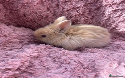 Lionhead rabbits for sale: Lionhead bunnies - Image 16