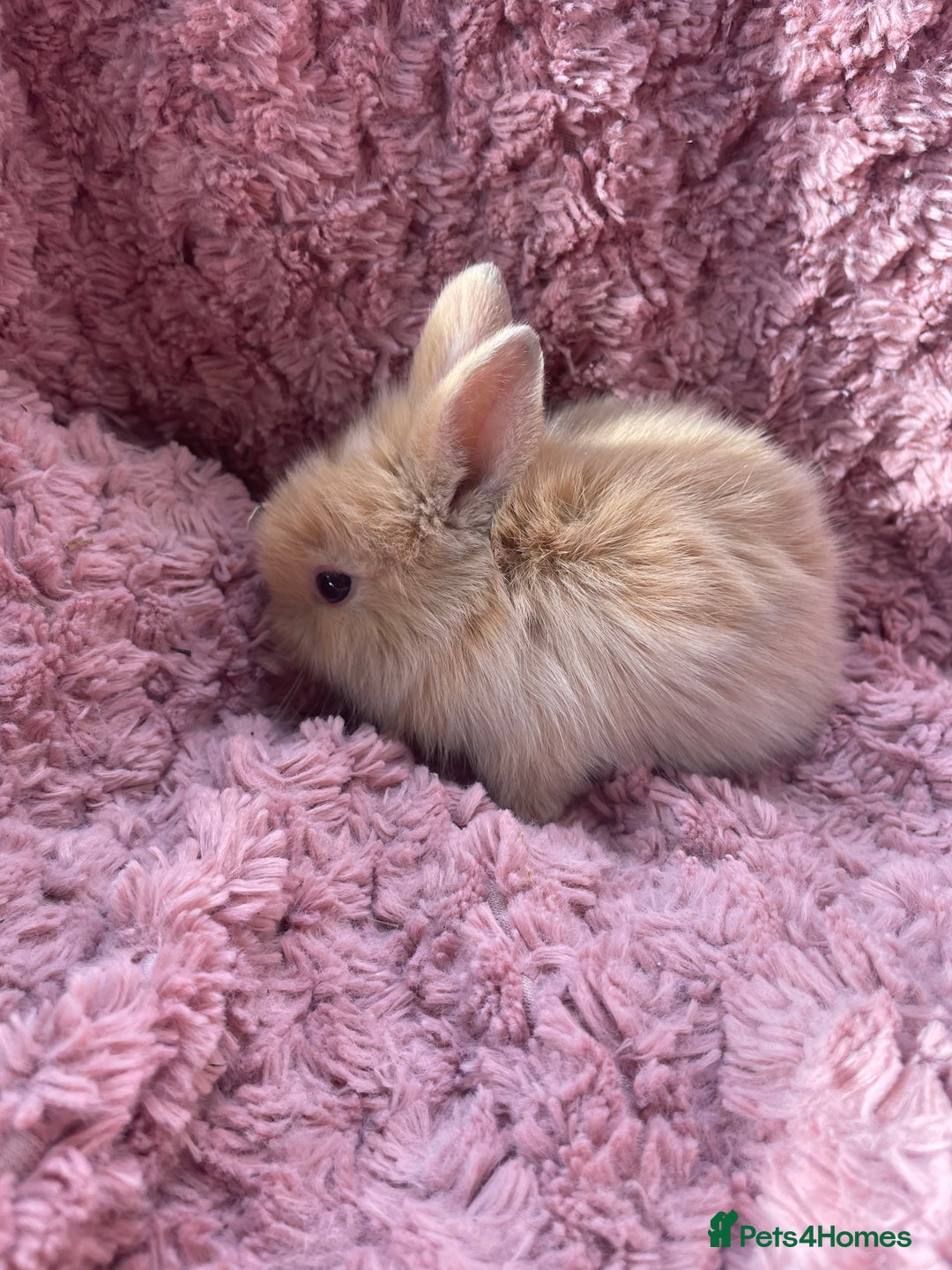Lionhead rabbits for sale: Lionhead bunnies - Image 16