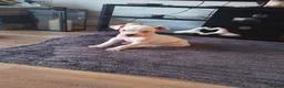 Mixed Breed dogs for sale: Staffordshire bull terrier x american bulldog - Advert 7