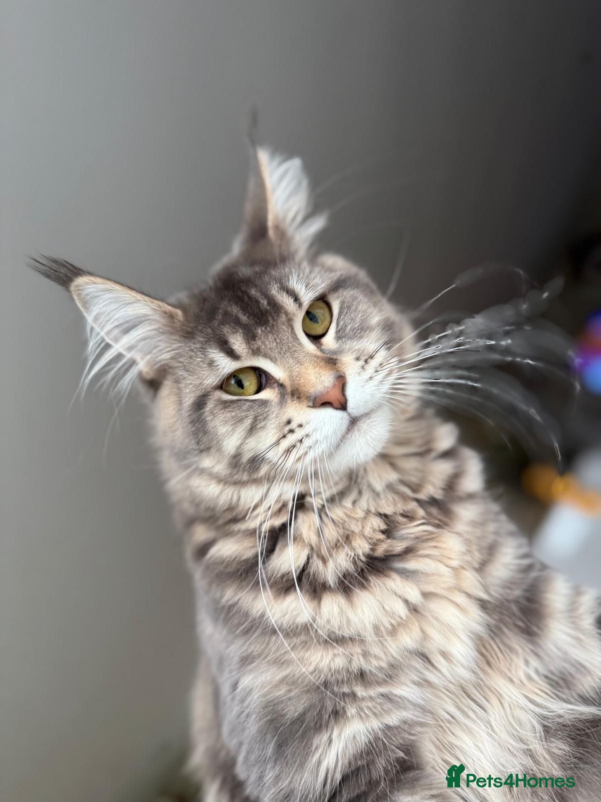 Maine Coon cats Stunning Maine Coon Queen Neutered - Advert 4