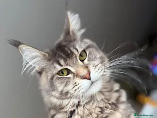 Maine Coon cats Stunning Maine Coon Queen Neutered - Advert 4