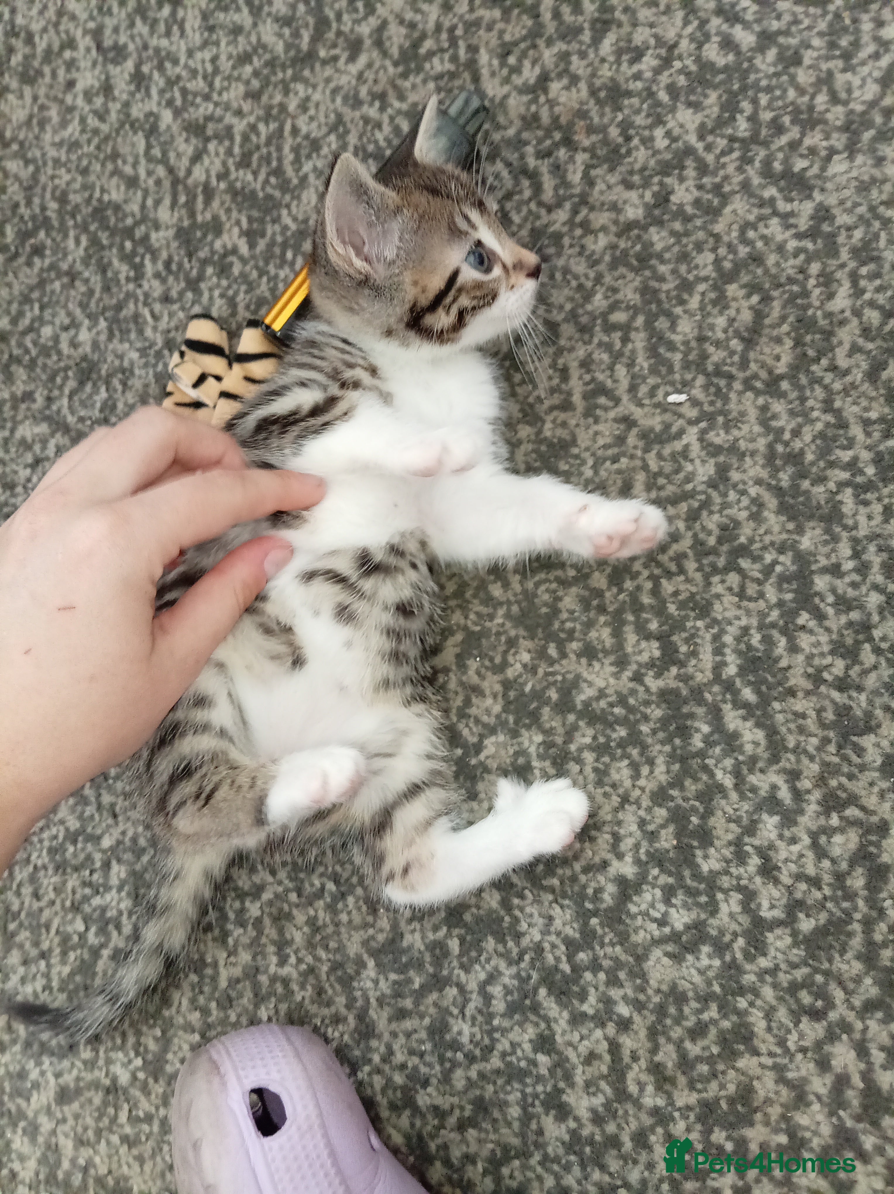 Bengal cats for sale: 2 male Bengal kittens - Advert 5