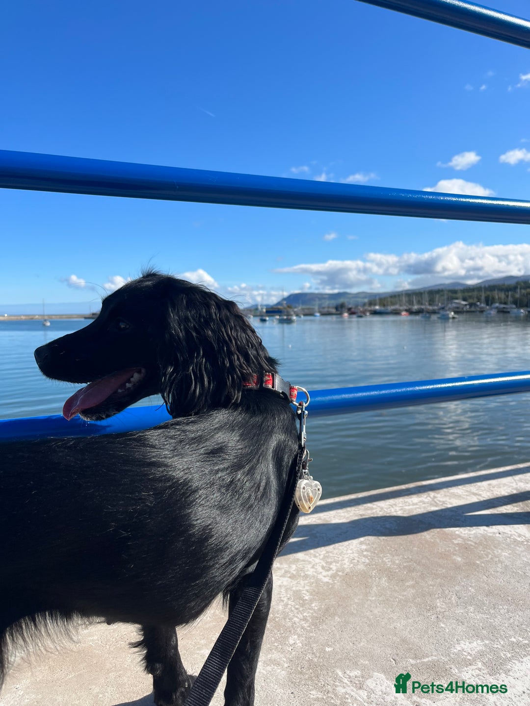 Sprocker dogs for sale: Springer Spaniel for sale  - Image 3