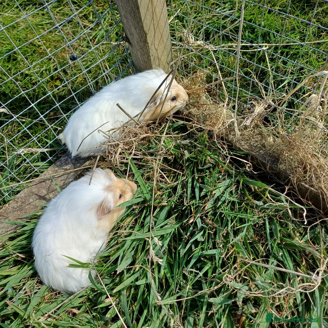 Guinea Pig rodents for sale: Baby boy guinea pigs needing homes - Advert 1