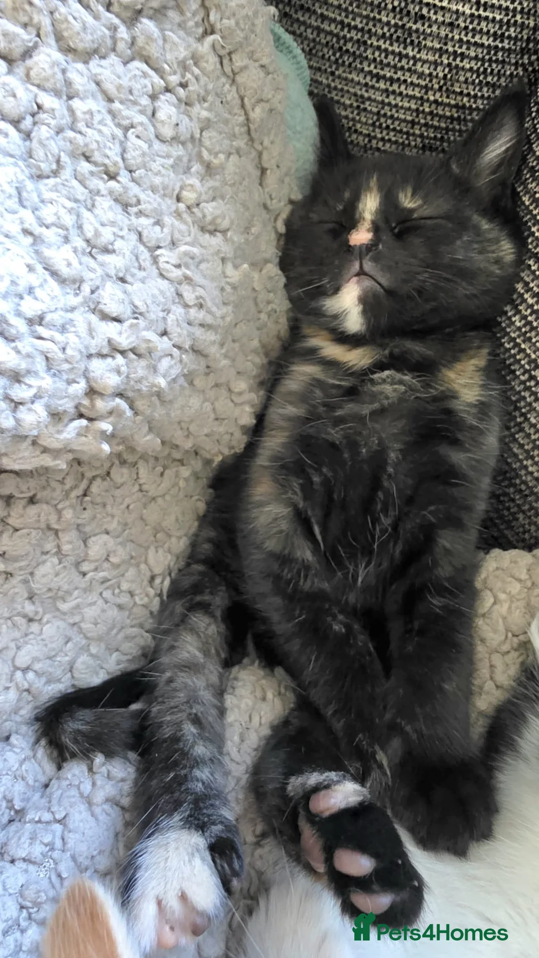 Mixed Breed cats for sale: Oriental x British Longhair Kittens - Advert 2