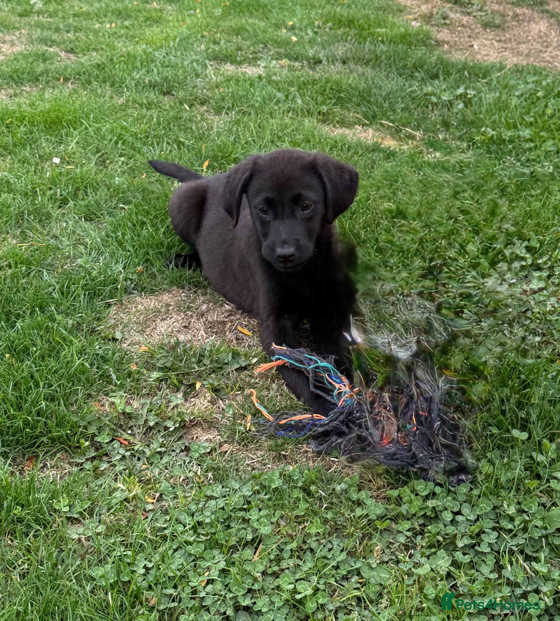Labrador Retriever dogs 🖤🧡1 Black girl available to view.  - Advert 1