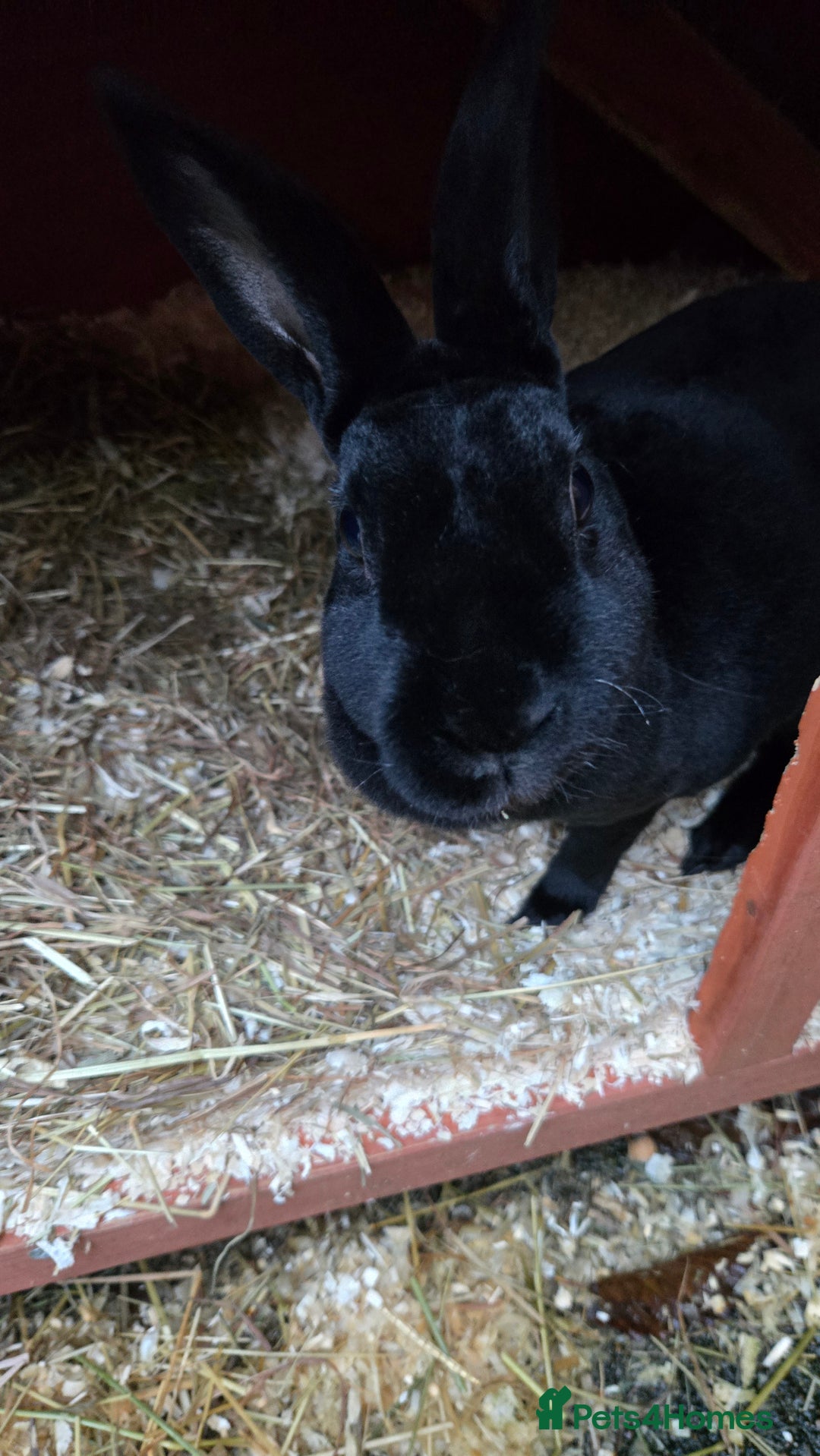 Rex rabbits for sale: 2 sisters looking for a new home  - Image 4