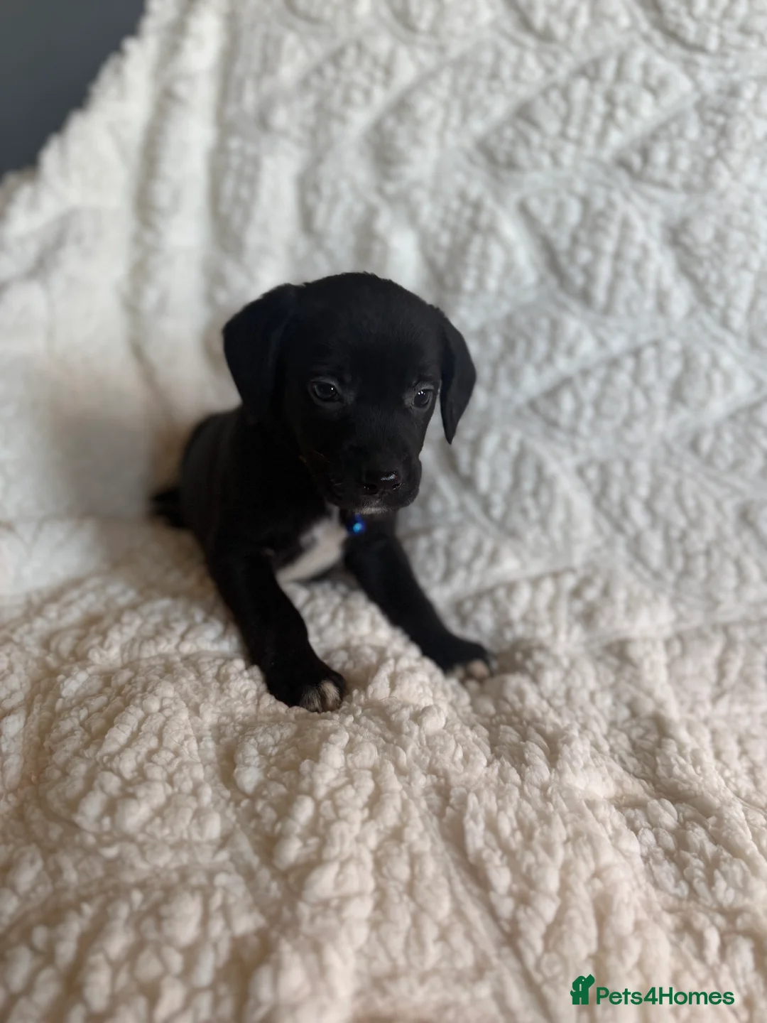 Mixed Breed dogs for sale: 9 playful beagledoor  - Advert 9