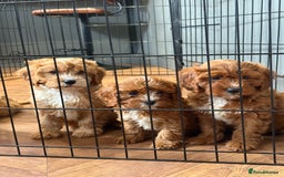 Cavapoo dogs for sale: Health tested TOY CAVAPOOS KC Parents - Image 12