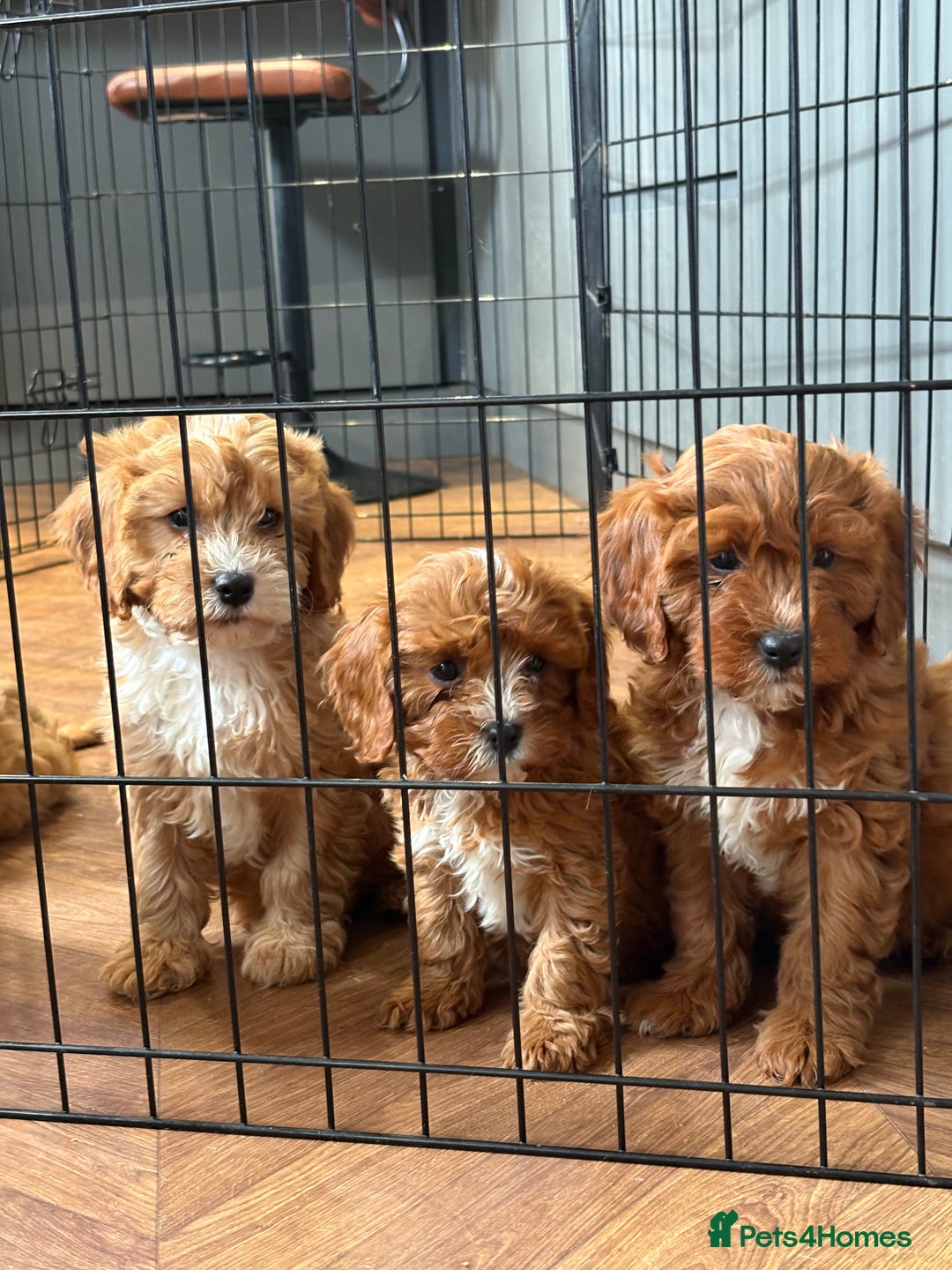 Cavapoo dogs for sale: Health tested TOY CAVAPOOS KC Parents - Image 12