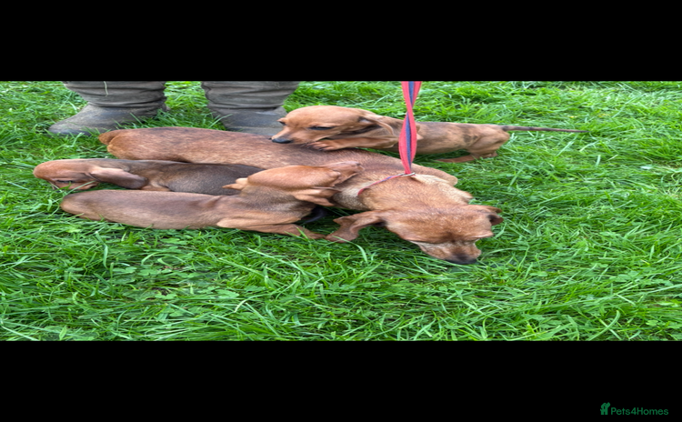Dachshund dogs Dachshund puppies for sale ready for new homes !! - Advert 12