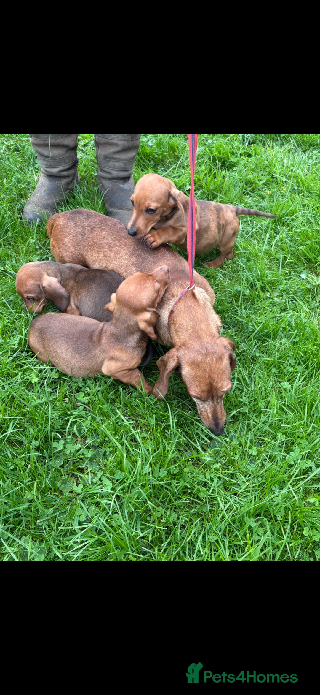 Dachshund dogs for sale: Dachshund puppies for sale ready for new homes !! - Advert 1