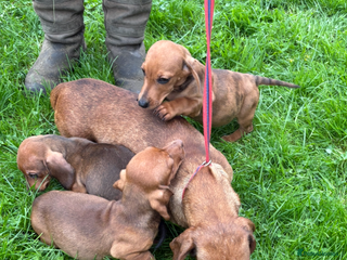 Dachshund dogs Dachshund puppies for sale ready for new homes !! - Advert 3