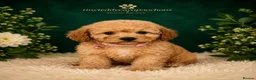 Cavapoochon dogs for sale: Tinyteddycavapoochons Now available  - Advert 9