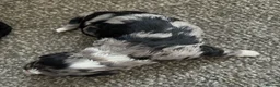 Sproodle dogs for sale: STUNNING F2 MERLE SPROODLES - Advert 31