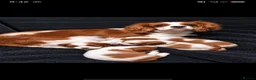Cavalier King Charles Spaniel dogs for sale: Beautitful cavalier puppies - Advert 1