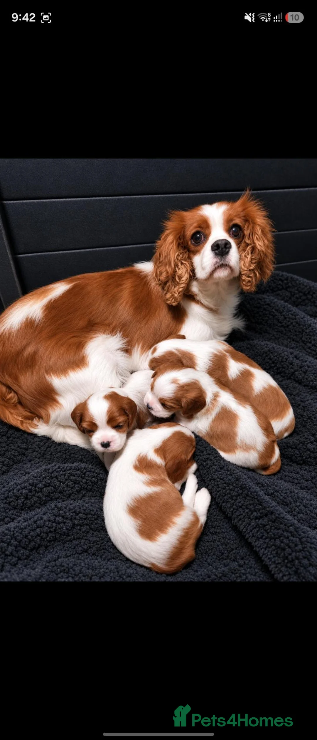 Cavalier King Charles Spaniel dogs for sale: Beautitful cavalier puppies - Advert 1