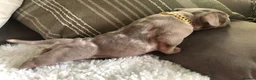 American Bully dogs for sale: Pocket Bully Puppies  - Advert 10
