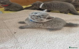 British Shorthair cats for sale: 🐾Beautiful British Shorthair Kittens 🐾 - Image 13