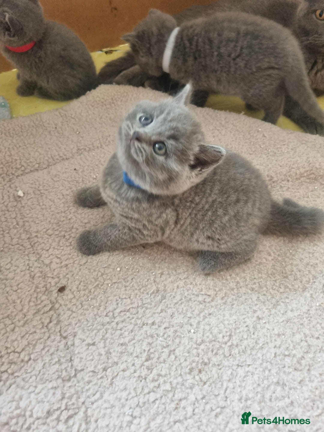 British Shorthair cats for sale: 🐾Beautiful British Shorthair Kittens 🐾 - Image 13