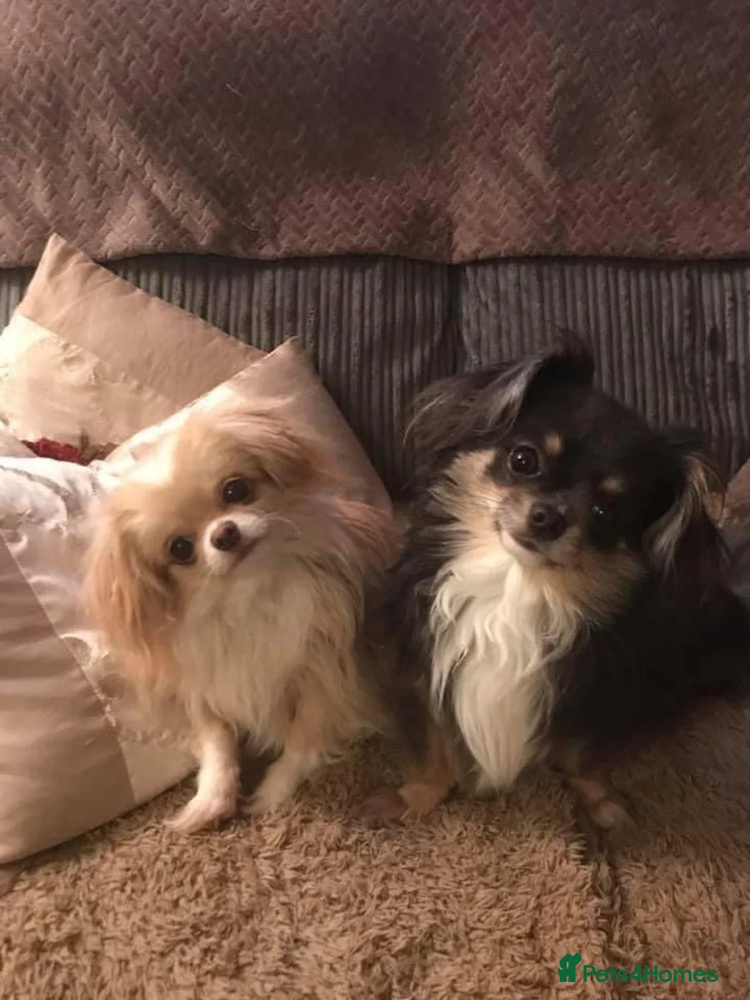 Mixed Breed dogs for sale: Chihuahua x Shih Tzu brothers  in Doncaster - Advert 2
