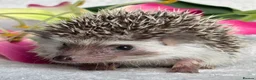 Pygmy Hedgehog rodents for sale: African Pygmy Hedgehog Ethically Bred Girl  - Advert 21