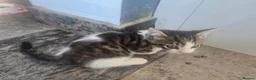 Mixed Breed cats for sale: 3 Kittens looking for a loving home - Advert 6
