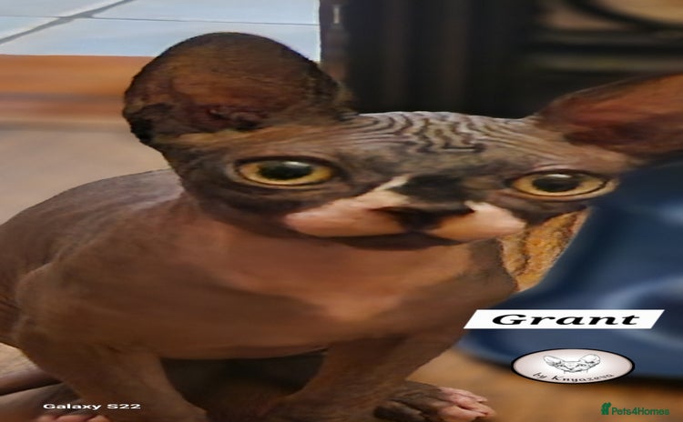 Sphynx cats - Advert 8