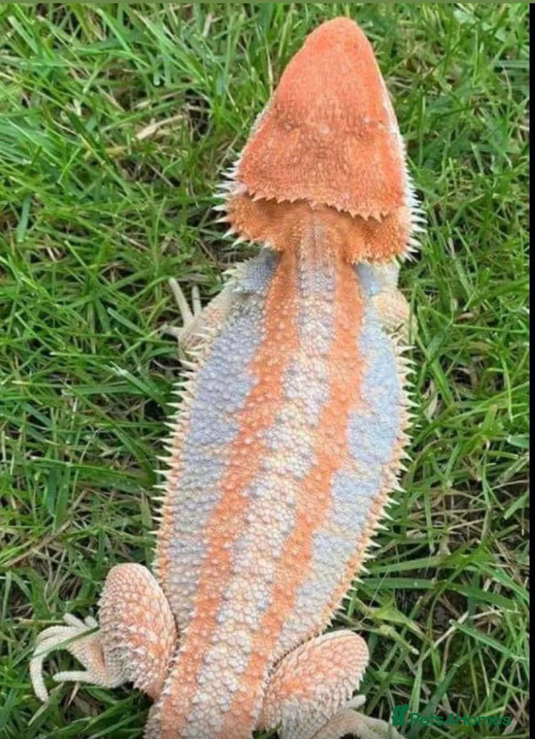 Bearded Dragon reptiles for sale: Red Monster Genetic Stripe Zero Hypo Trans License - Advert 17