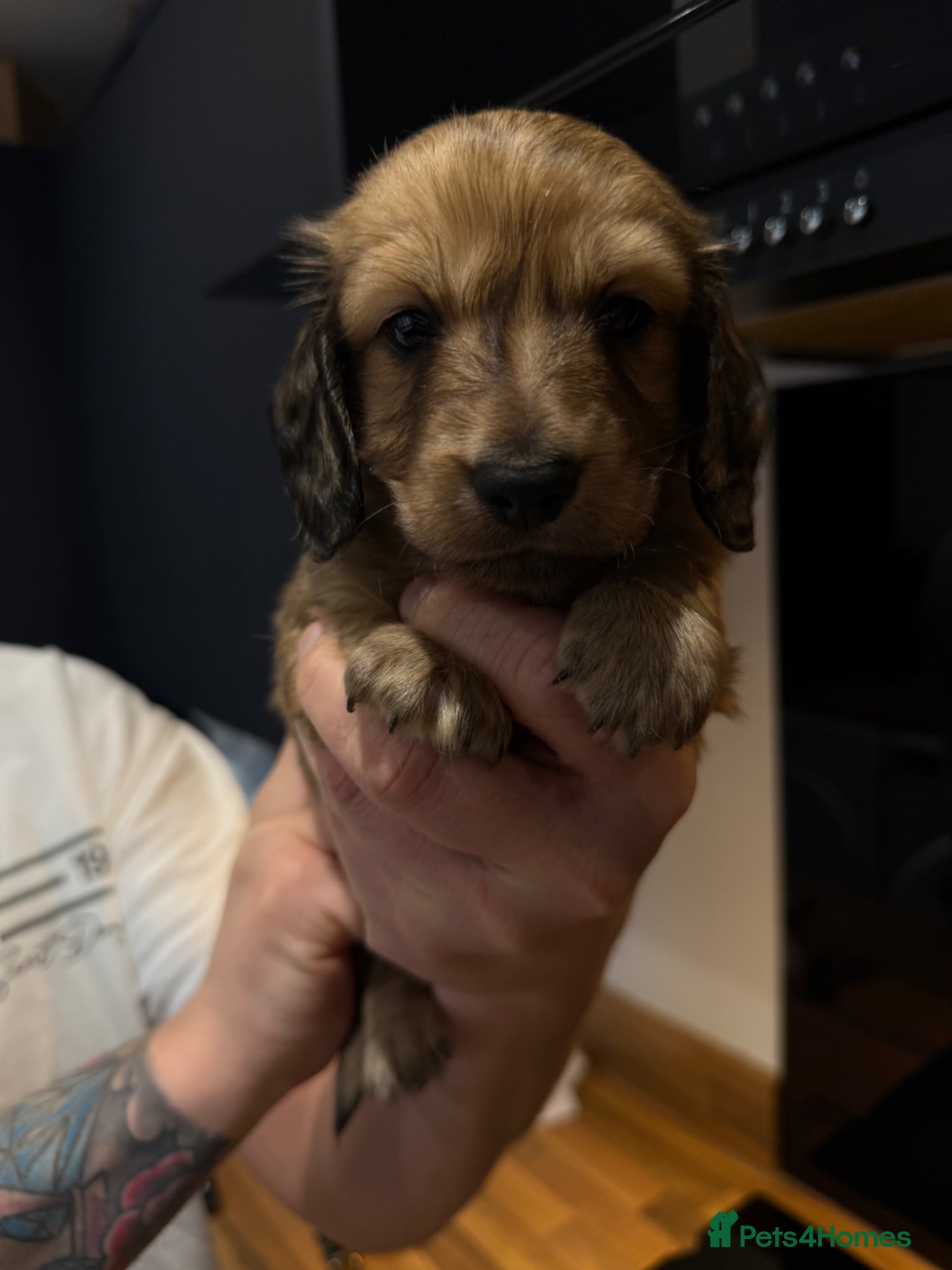 Miniature Dachshund dogs KC registered Miniature Dachshund Long & smooth  - Advert 1