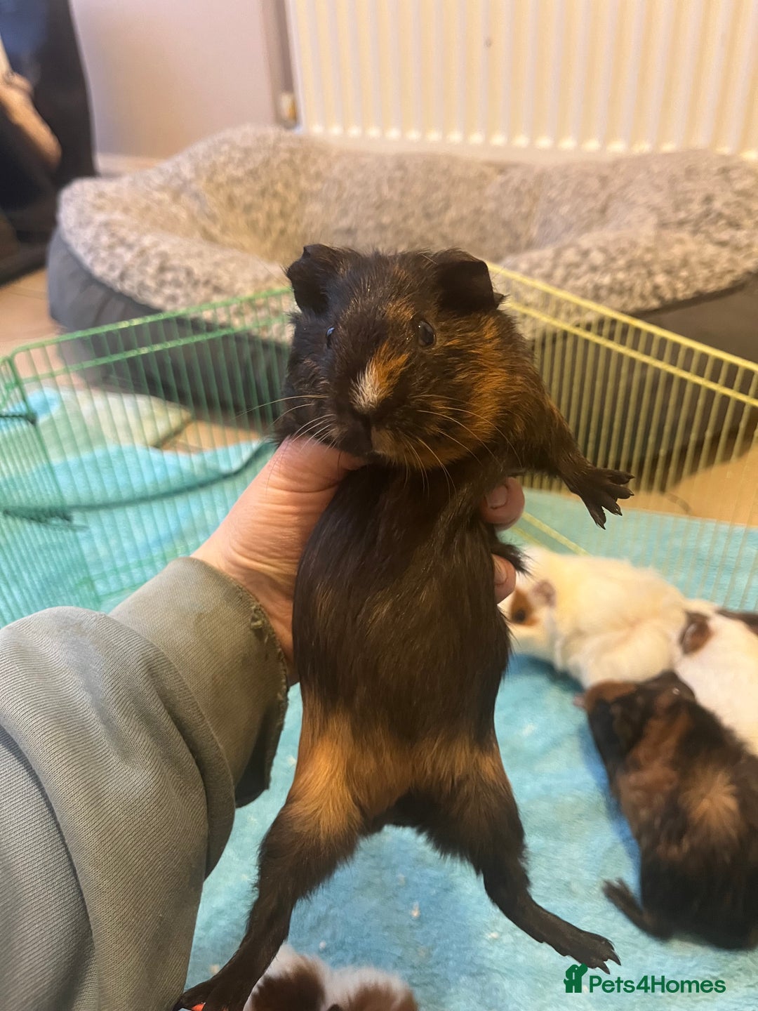 Guinea Pig rodents for sale: Baby Guinea pigs  - Advert 5