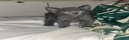 American Shorthair cats for sale: 3 adorable kittens for sale🐱 - Advert 21