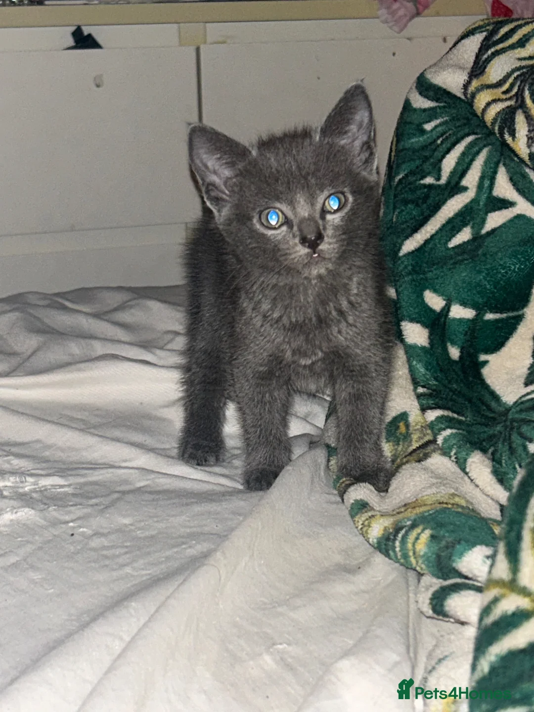 American Shorthair cats for sale: 3 adorable kittens for sale🐱 - Advert 21