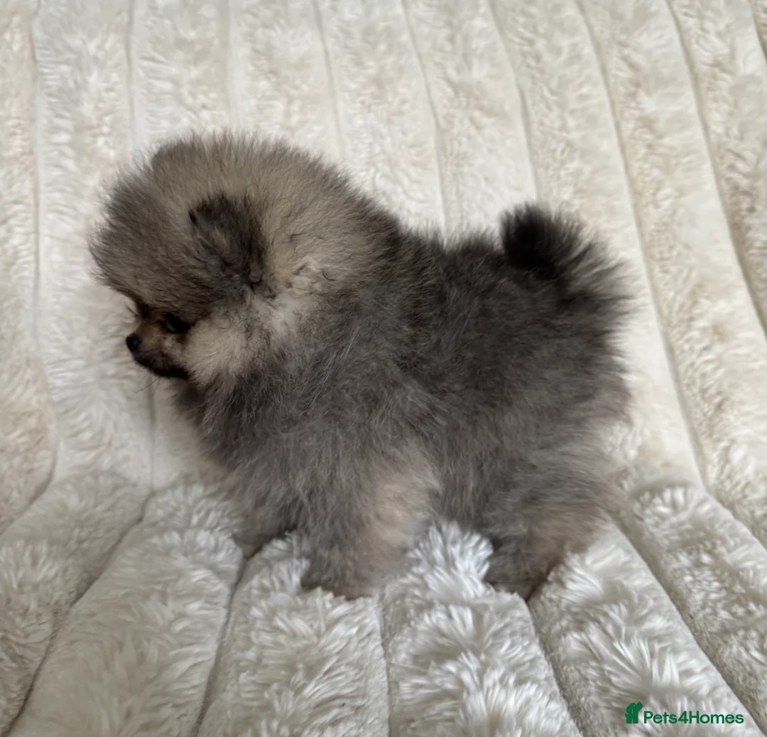 Pomeranian dogs for sale: TINY Champion Lines Teddy Faced Pomeranians  - Advert 23