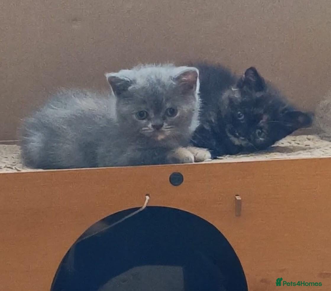 British Shorthair cats *Pedigree BSH Babies*Health Tested Parents* - Advert 5