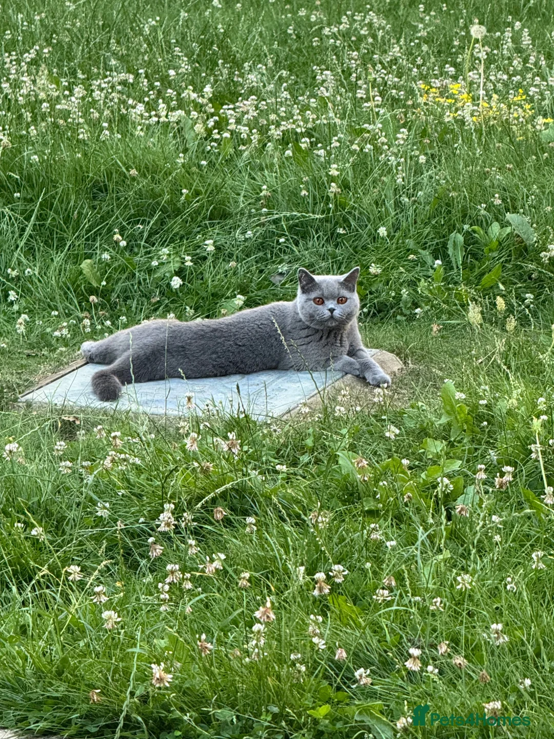 British Shorthair cats for sale: Beautiful British Blue Girl Seeks Retirement Home - Advert 2