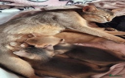Abyssinian cats for sale: Abyssinian Kittens - Image 27