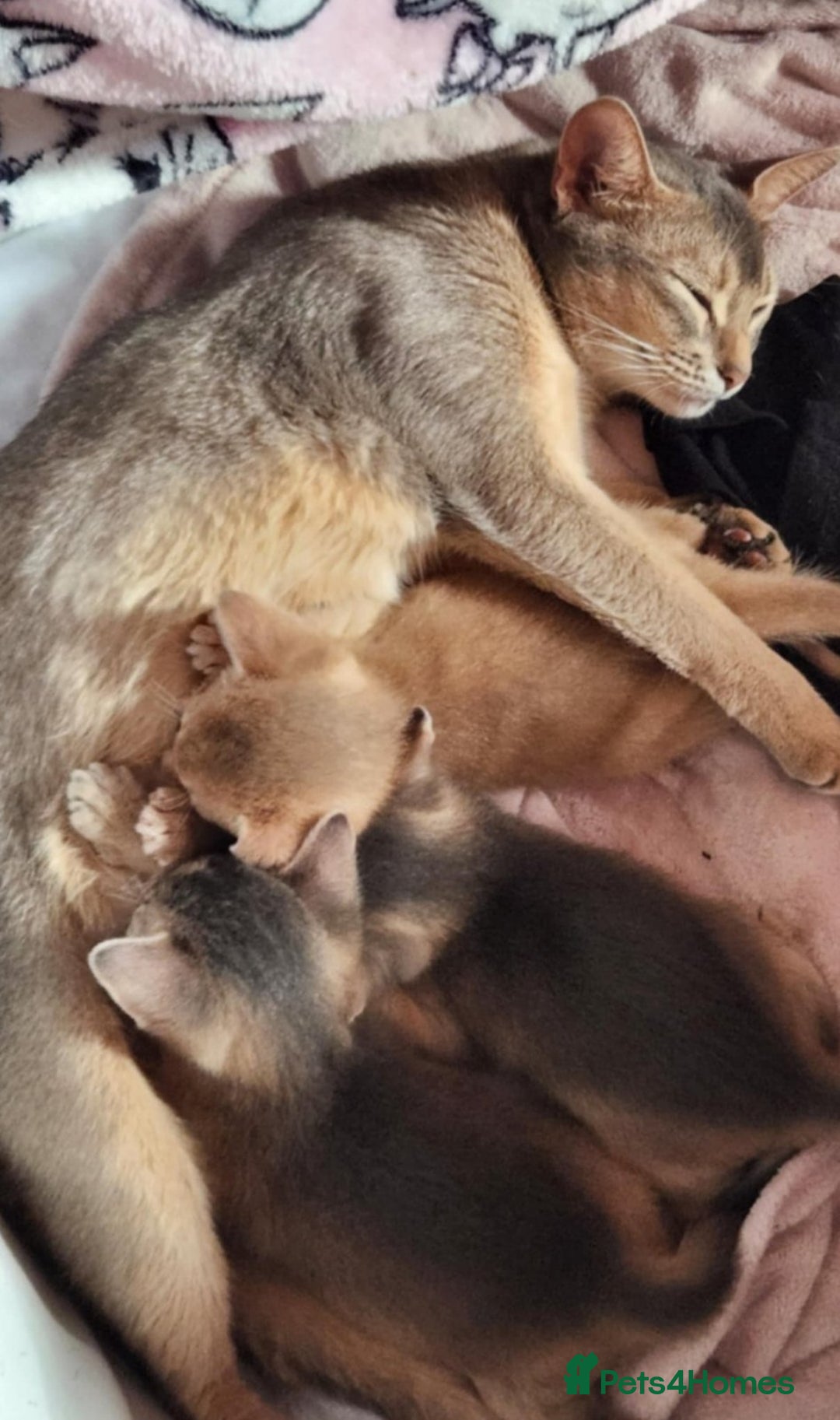 Abyssinian cats for sale: Abyssinian Kittens - Image 27