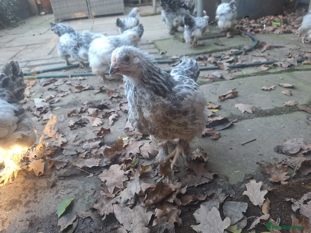 Chickens poultry for sale: Pure breed brahma - Advert 1