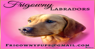 Labrador Retriever dogs - Advert 12